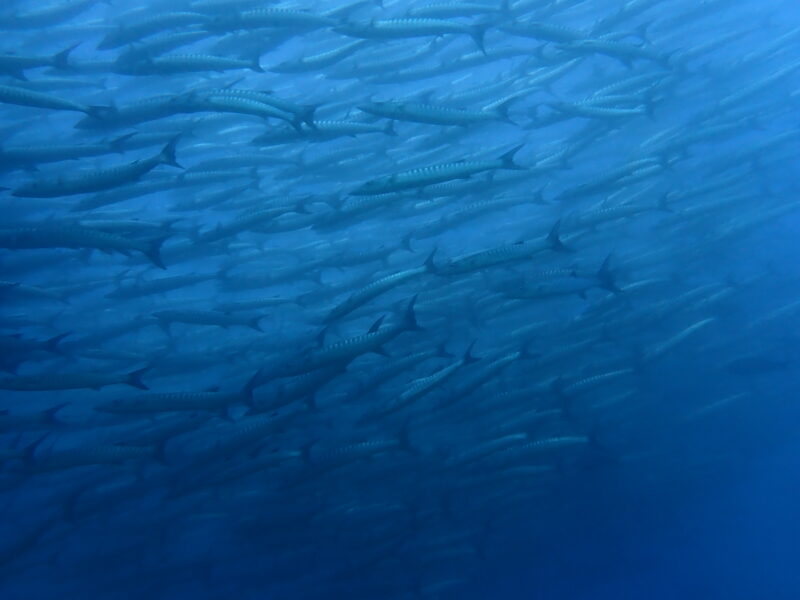Borneo, Maratua Atoll Borneo, Maratua Atoll